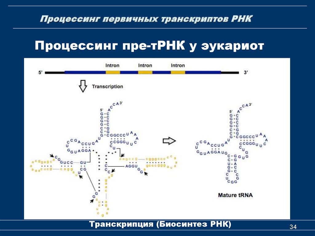 Роль рнк в биосинтезе. Процессинг транспортной РНК. Схема процессинга РНК. Процессинг ТРНК. Процессинг первичных транскриптов РНК.