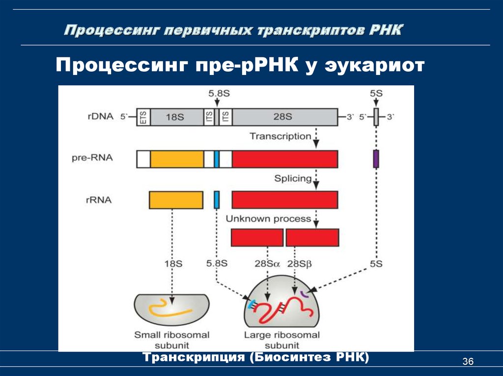 3 созревания рнк. Схема процессинга РНК. Процессинг первичных транскриптов рибосомальной РНК. Синтез и процессинг РРНК. Этапы процессинг МРНК эукариот.