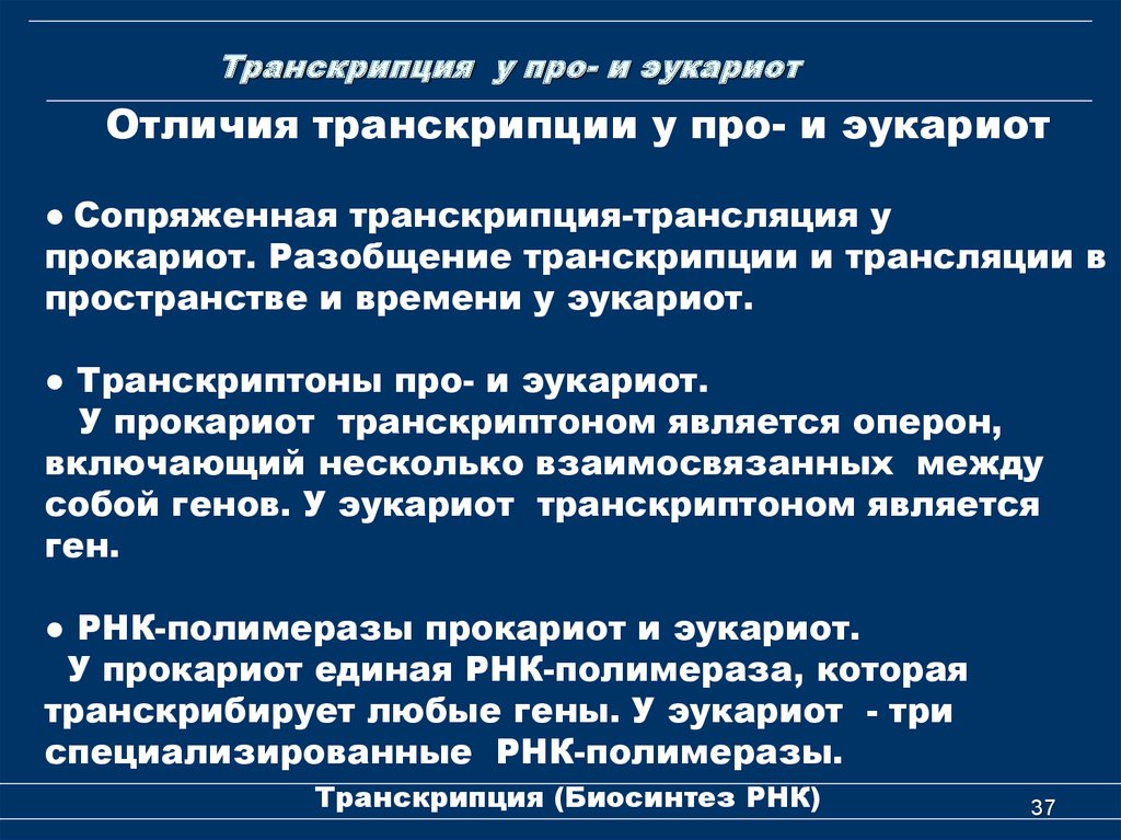 Особенности трансляции у эукариот. Различие транскрипции у прокариот и эукариот.