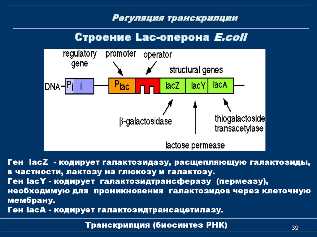 Гены кодирующие рнк. Процессинг РНК биохимия. Структура Lac-оперона. Строение Lac оперона. Транскрипция и структура оперона..