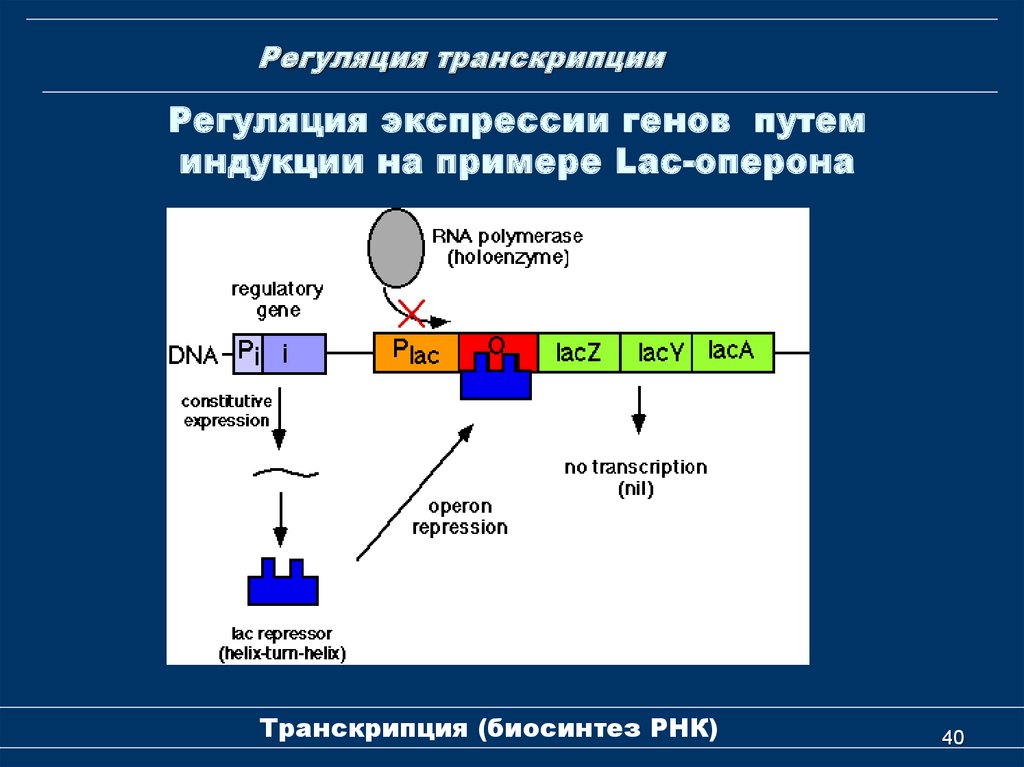 Биосинтез гена. Регуляция экспрессии генов у прокариот. Регуляция оперона по механизму индукции. Экспрессия генов у прокариот. Уровни регуляции генов у эукариот.