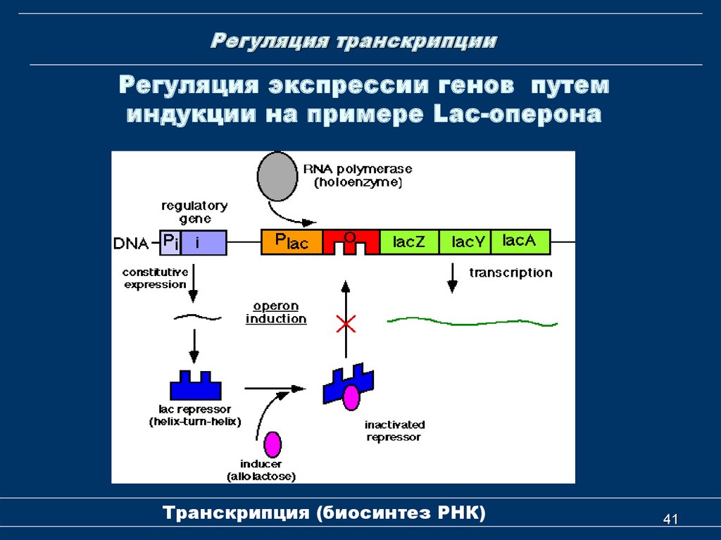 Регуляция у прокариот и эукариот