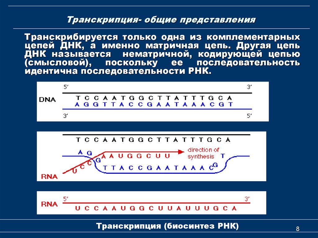 Последовательность транскрибируемой цепи гена днк. Смвсловая транскрибируемая цепи. Транскрипция РНК. Смысловая цепь и транскрибируемая цепь ДНК. Матричная и транскрибируемая ДНК.
