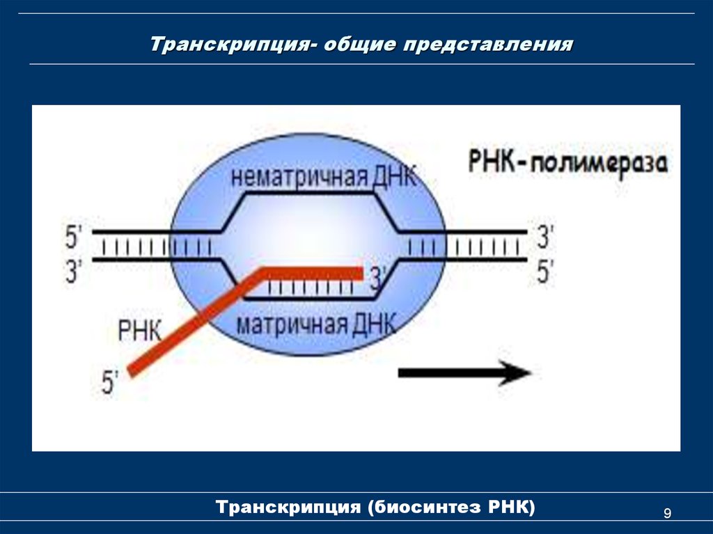 Транскрипция атф. Биосинтез РНК транскрипция. Схема процесса транскрипции. Транскрипция РНК схема. Синтез РНК транскрипция.
