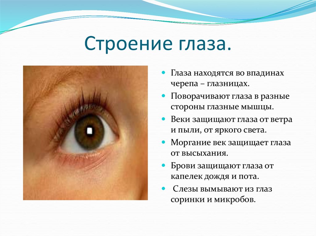 Темы глазки. Глаз для презентации. Информация о глазах. Глаза для презентации для детей. Интересные факты о глазах.