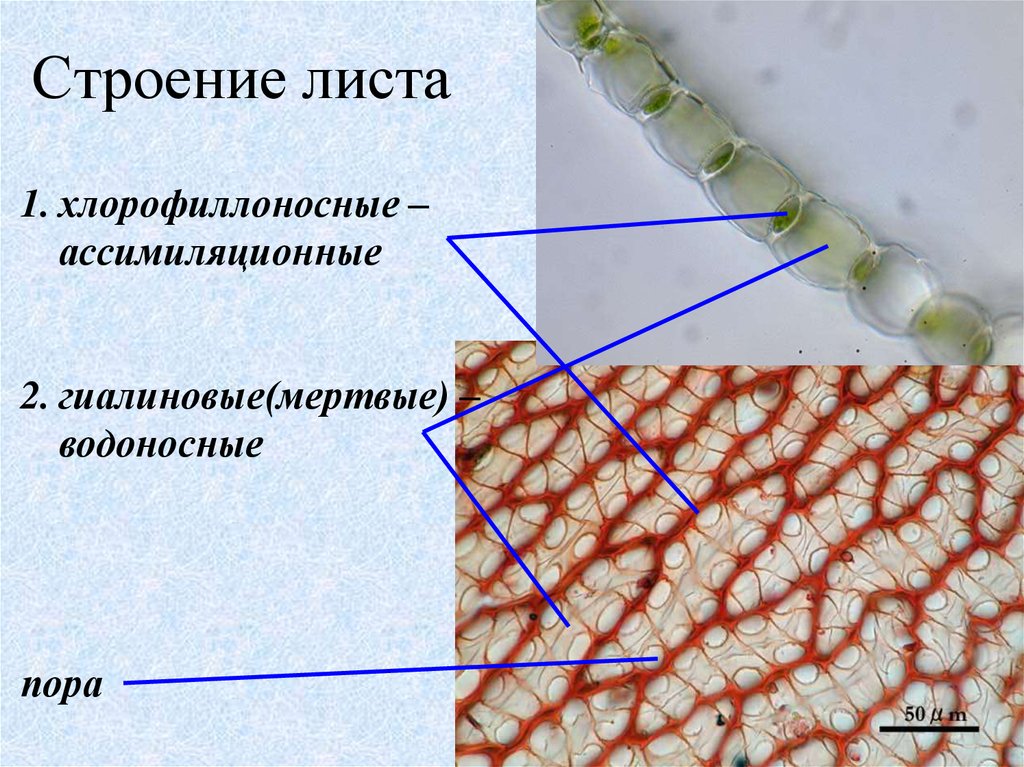 Структура листа. Хлорофиллоносные клетки листа. Хлорофиллоносная ткань. Гиалиновые хлорофиллоносные клетки.