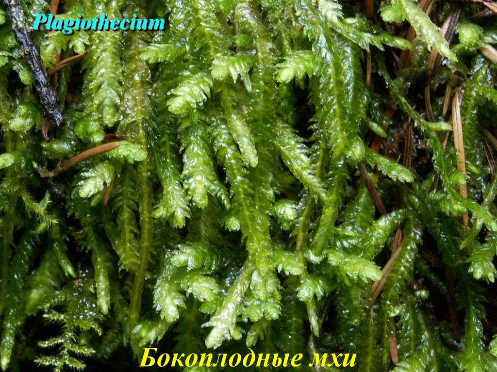 Виды мхов. Мхи Bryophyta. Верхоплодный мох. Класса Bryopsida - листостебельные мхи.. Отдел Bryophyta.