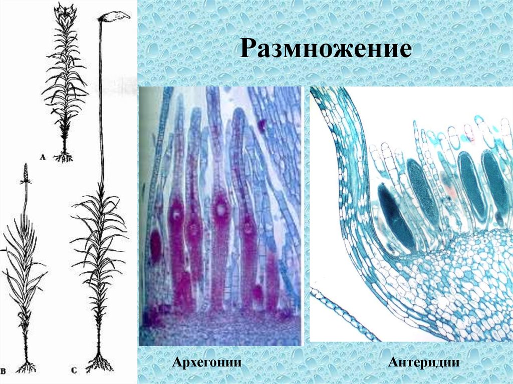 Клетки спорогона образуются из. Антеридий кукушкиного льна. Архегоний Кукушкина льна. Кукушкин лен антеридии и архегонии. Сфагнум антеридии и архегонии.