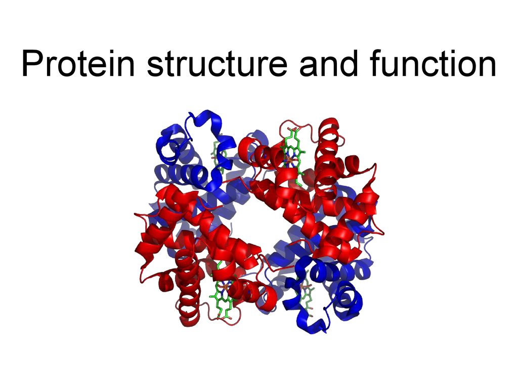 protein structure and function презентация онлайн