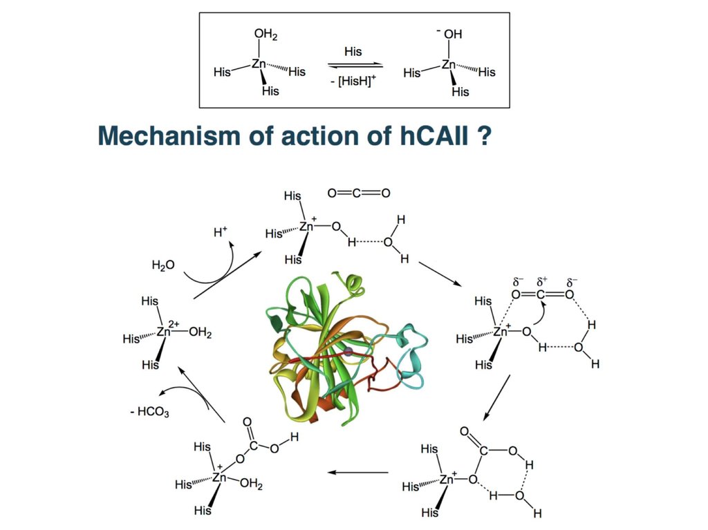 Protein Structure And Function презентация онлайн 1756