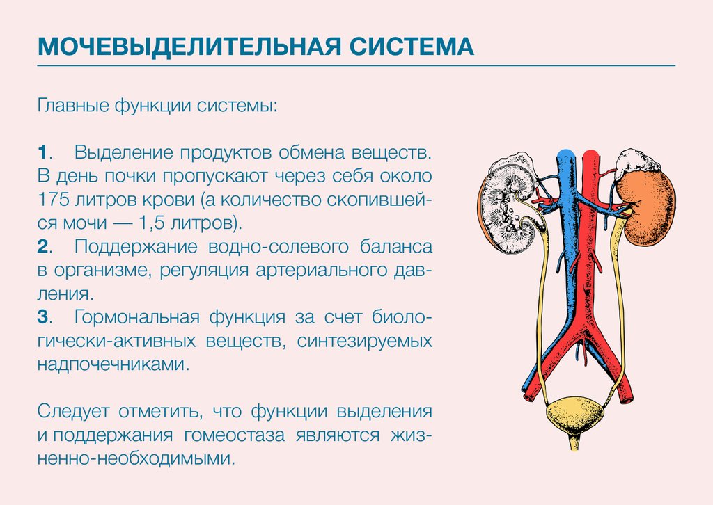 Органы входящие в выделительную систему человека. Анатомия и функции мочевыделительной системы. Выделительная система строение и функции мочевыделительной системы. Функции выделительной системы человека 8 класс кратко. Основные функции мочевой системы.