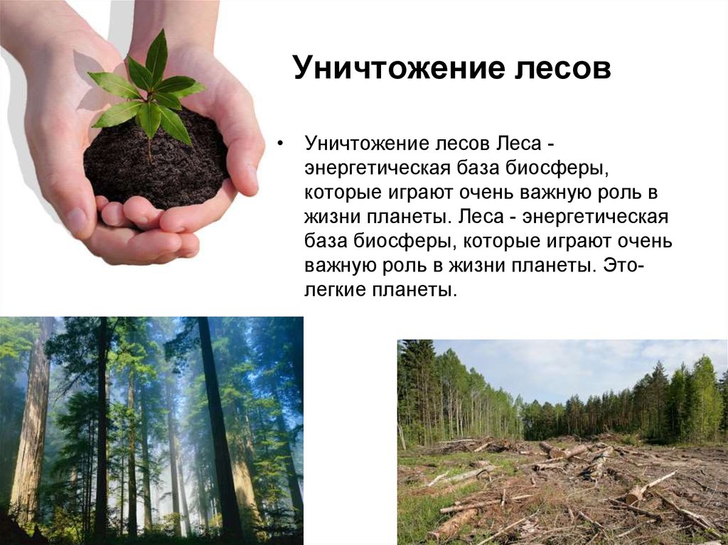 Какую роль играет биосфера в жизни людей. Уничтожение лесов. Влияние уничтожения лесов на состояние биосферы. Роль лесов в жизни биосферы. Роль леса в жизни планеты.
