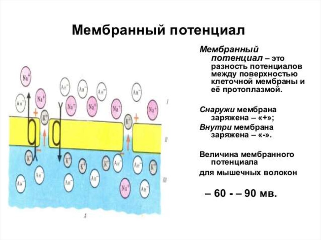 Мембрана мембранные. Величины мембранного потенциала мышечной ткани. Мембранные потенциалы клетки схема. Мембранный потенциал покоя схема. Мембранный потенциал градиент ионов.