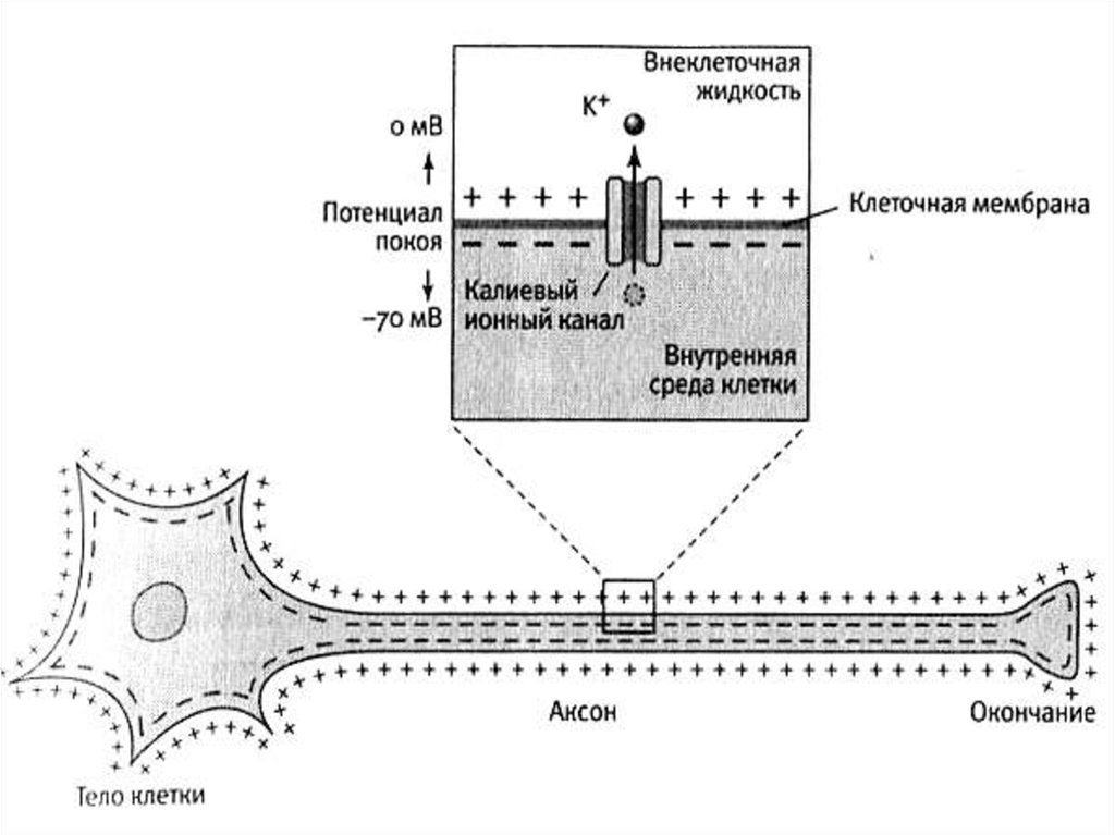 Потенциал клетки. Мембранный потенциал покоя схема. Мембранный потенциал покоя нейрона. Мембранный потенциал нервной клетки. Мембранный потенциал покоя рисунок.