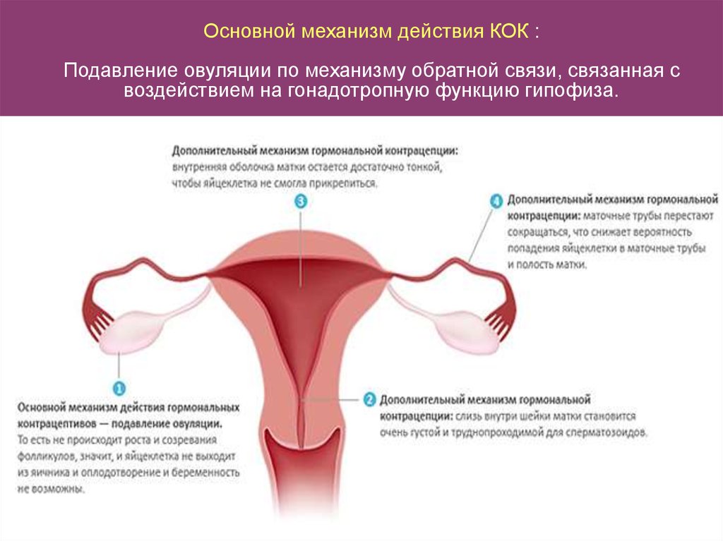 Овуляция при приеме кок. Механизм действия оральных гормональных контрацептивов. Гормональная контрацепция механизм. Комбинированные гормональные контрацептивы механизм действия. Основной механизм действия гормональных средств контрацепции.