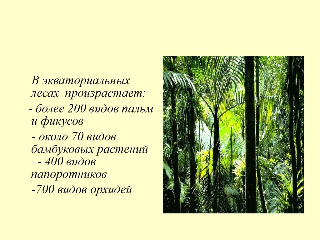 Влажные леса растения. Экваториальные влажные леса Африки Пальма. Влажные экваториальные леса Евразии растения. Пальма экваториального леса Евразии. В зоне экваториальных лесов Африки фикусы.