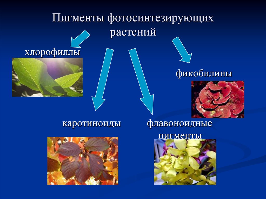 Пигмент участвовавший в фотосинтезе. Пигменты растений. Пигменты фотосинтеза. Фотосинтетические пигменты растений. Основные пигменты растений.