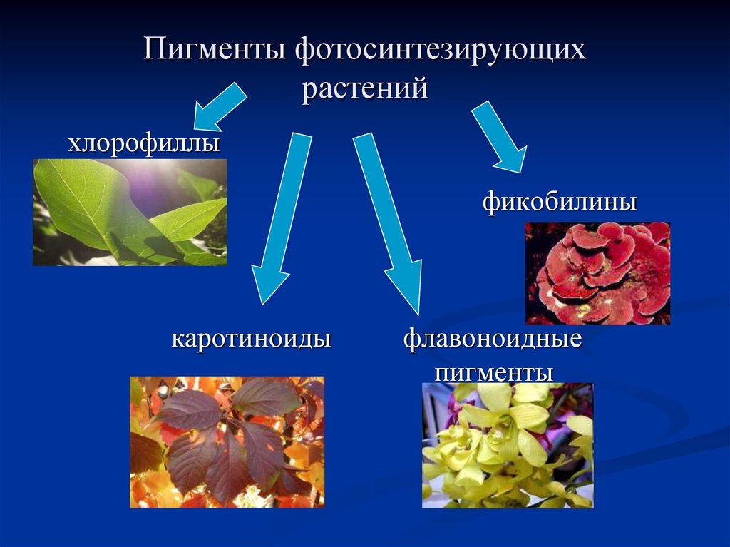 Основным фотосинтезирующим органом растения является. Пигменты растений. Пигменты фотосинтеза. Фотосинтетические пигменты растений. Основные пигменты растений.