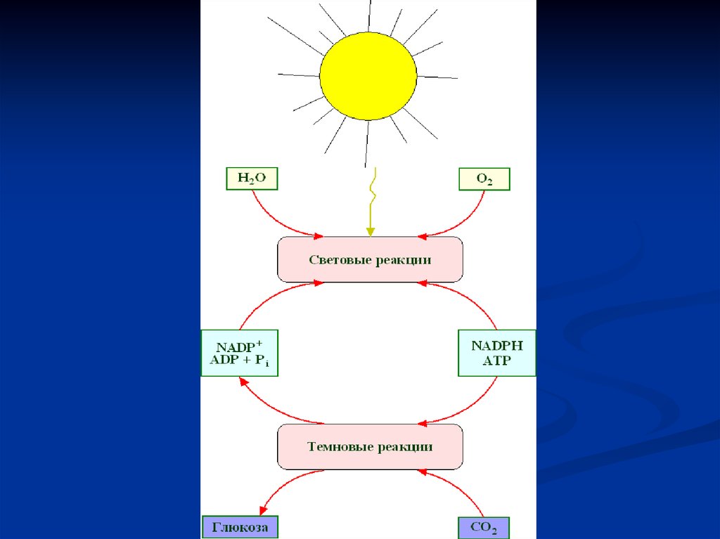 Преобразование энергии света при фотосинтезе схема