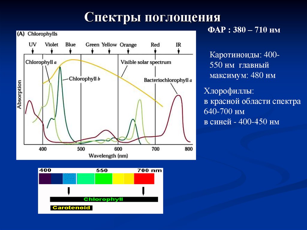 Хлорофиллы поглощают свет. Спектр поглощения хлорофилла. Спектр поглощения пигментов фотосинтеза. Хлорофилл каротиноиды спектры поглощения. Спектр поглощения хлорофилла фикобилины.