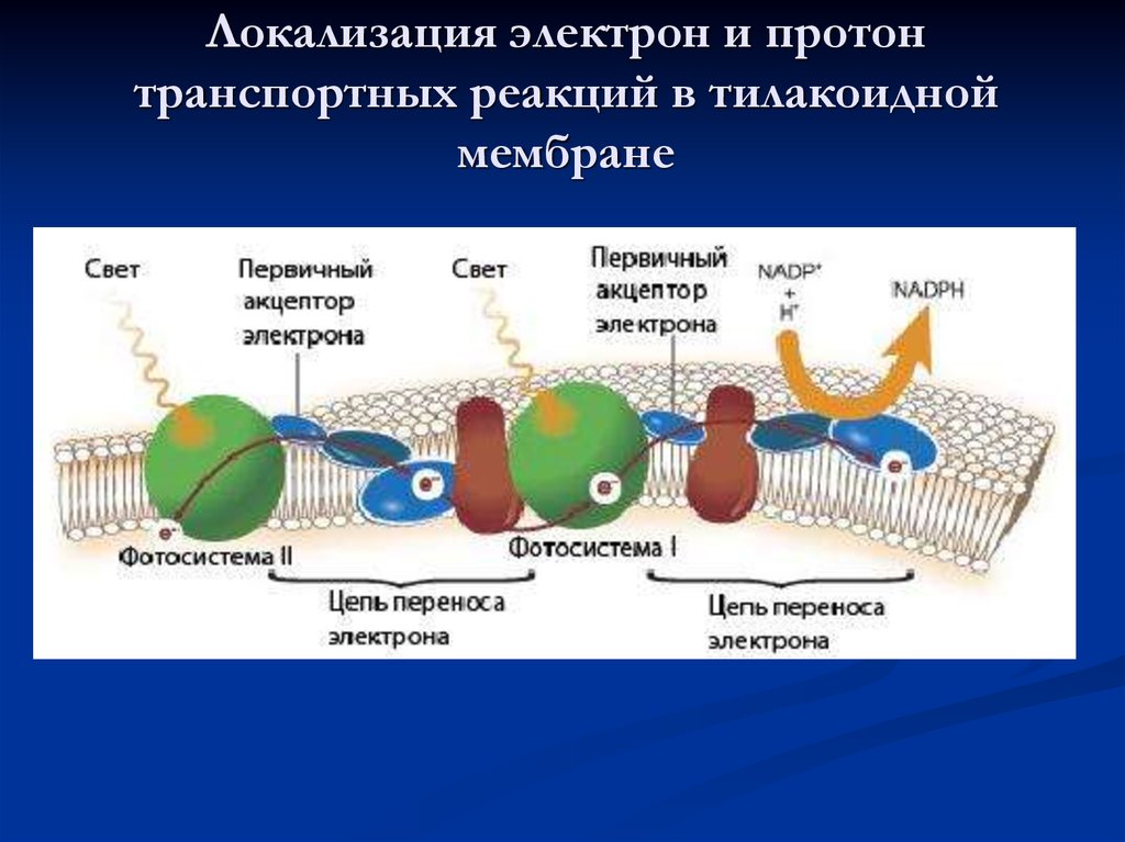 Кодирует ферменты содержит белки переносчики электронов. Тилакоидные мембраны. Электрон-транспортная цепь митохондрий. Мембрана тилакоида цепь переноса. Взаимодействие протонов с мембраной.