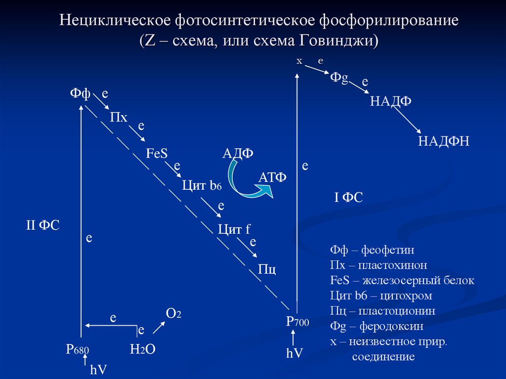 Схема нециклического фосфорилирования