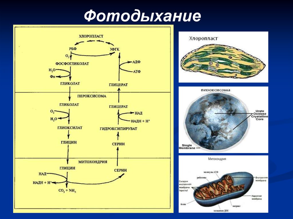 Фотодыхание это. Пероксисомы фотодыхание. Фотодыхание гликолатный цикл. Схема фотодыхания. Фотодыхание и фотосинтез.