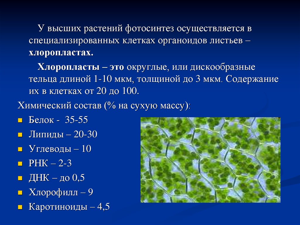 Какие органоиды клетки содержат молекулы хлорофилла. Хлорофилл в клетке. Фотосинтез в хлоропластах. Хлорофилл в растительной клетке. Химический состав хлоропластов.