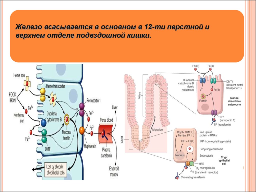 Нарушение всасывания железа