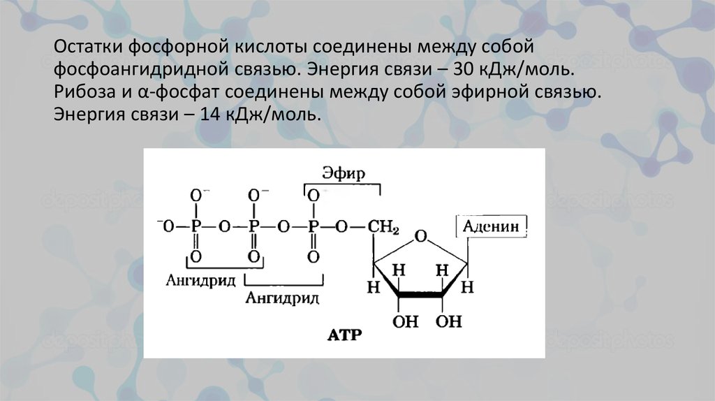 Богатые энергией связи между остатками фосфорной