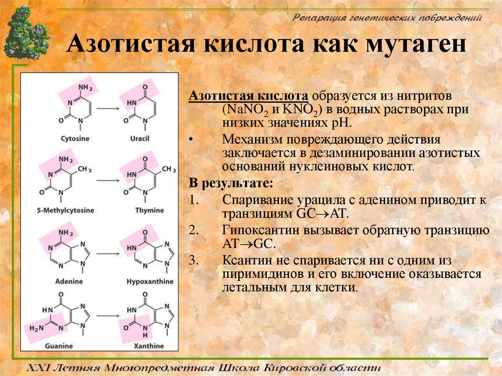 Составьте формулы азотистая кислота. Азотистая кислота. Химические мутагены азотистая кислота. Структура азотистой кислоты. МУТАГЕННОЕ действие азотистой кислоты.