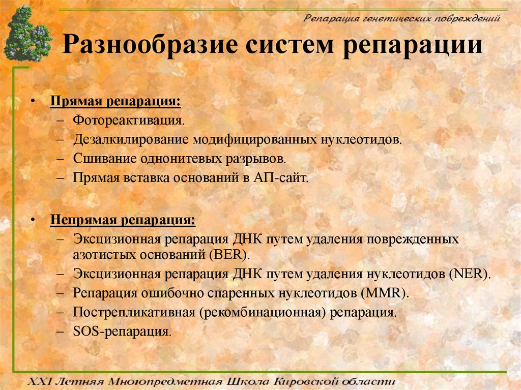 Репарация что это такое простыми словами. Разнообразие систем репарации. Непрямая репарация ДНК. Дезалкилирование ДНК. Системы прямой репарации.