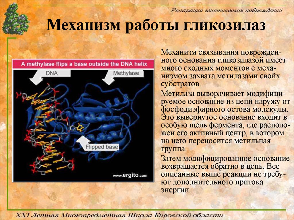 Повреждение генетического аппарата клетки приводит к. Повреждение генетического аппарата клетки кратко. Субстраты репарации ДНК. ДНК гликозилазы функции. Активный центр u-гликозилазы.