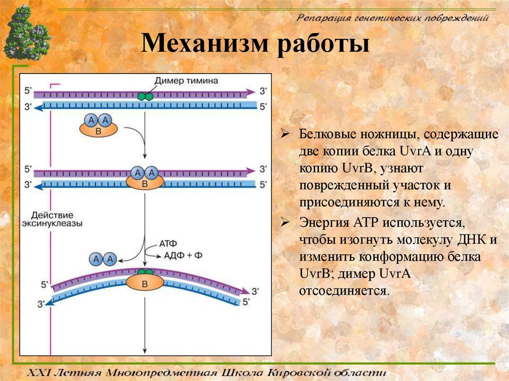 Репарация границ. Репарация белка. Репарация это в истории. Репарация генетического материала.