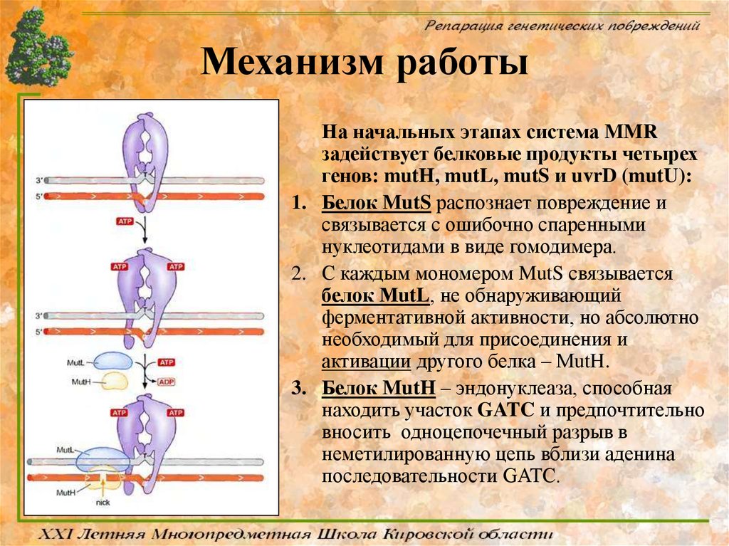 Механизм работы