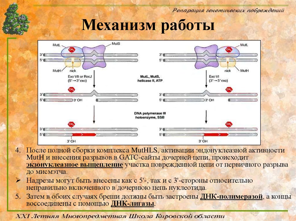 Репарация в медицине