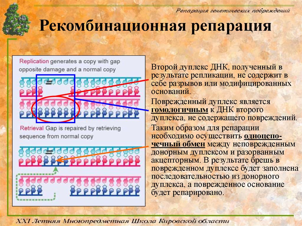 Репарация что это такое