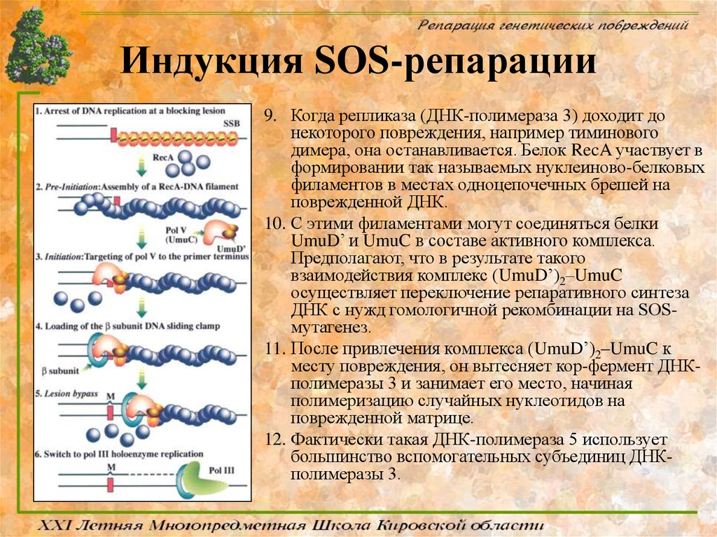 Функции белков днк. SOS репарация ДНК. Индукция SOS-репарации. Белки репарации ДНК. ДНК полимераза репарация.