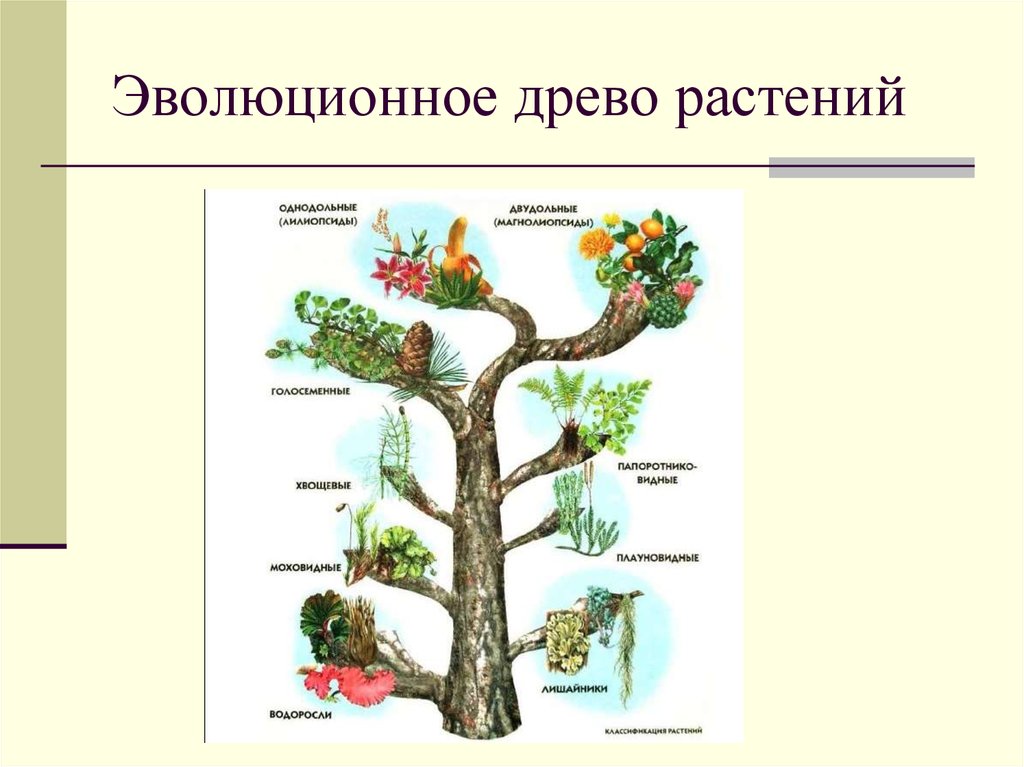 Растительное происхождение биологическая. Эволюционное Древо царства растений. Дерево эволюции растений. Древо эволюции растений.