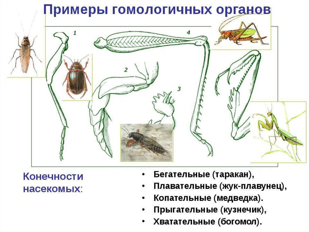 Какими цифрами на рисунке обозначены прыгательная и копательная конечности насекомых