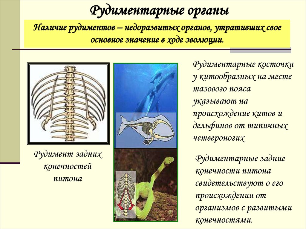 Переходные формы гомологичные органы рудименты. Рудиментарные органы пример. Рудиментарные кости задних конечностей. Рудименты задних конечностей у питона.