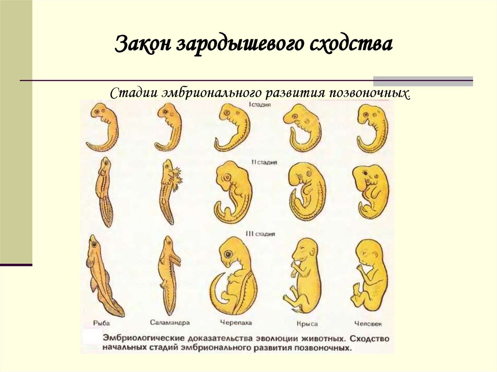 Наличие у зародыша человека. Начальные стадии развития зародышей позвоночных. Эмбриологические доказательства закон зародышевого сходства. Доказательства эволюции эмбриологические доказательства. Эмбрионы позвоночных доказательства эволюции.