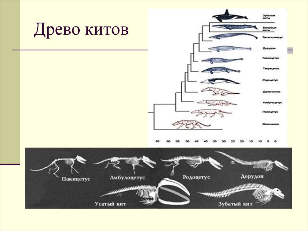 Систематика китообразных схема