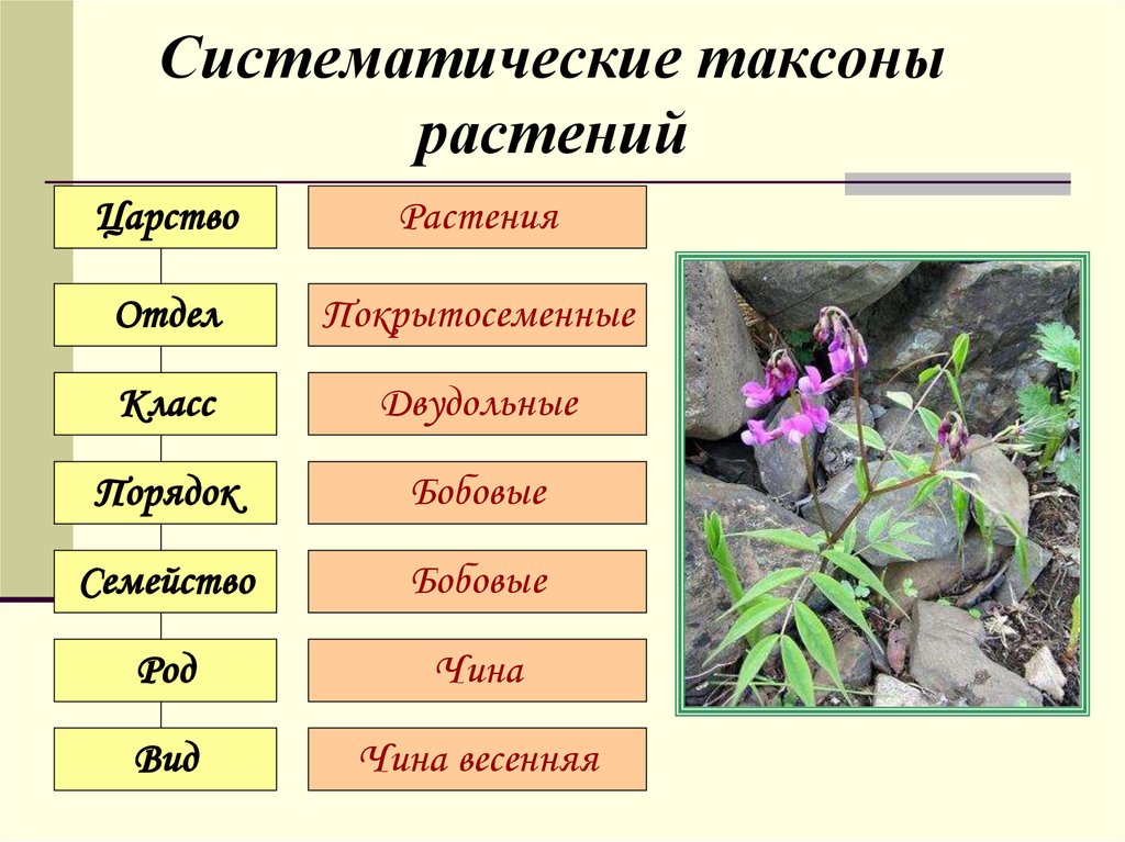 Любые название примеры. Систематические таксоны расте. Систематические таксоны р. Систематика растений царство отделы. Основные таксоны царства растения.