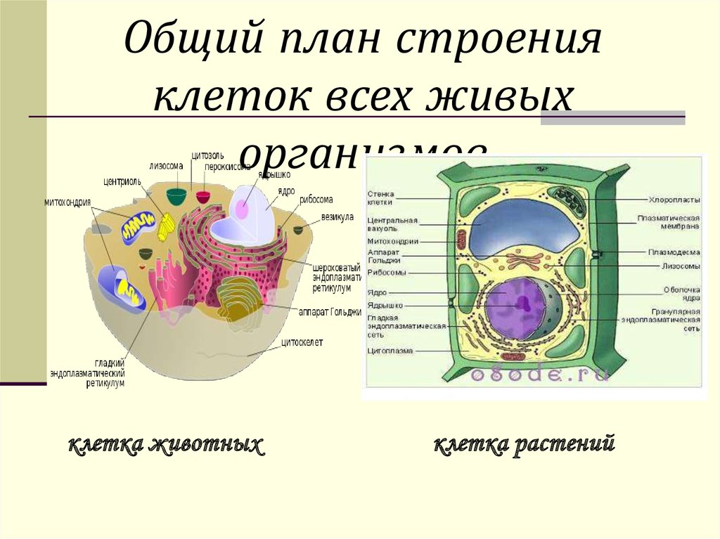 Растительная клетка царство. Общий план строения клеток живых организмов. Общий план строения растительной клетки. Общий план строения клеток растений. Общий план строения животной клетки.