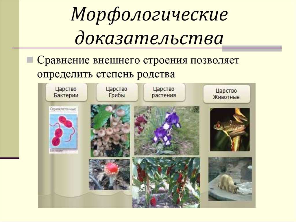 Морфологические доказательства. Царство животные доказательства. Внешне сходство морфологические. Человек царство животные доказательство. Морфологические признаки царство животные у человека.