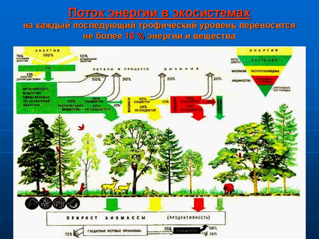 Увеличение биологической продуктивности природных зон. Экосистема дерева. Поток вещества и энергии в эклсистем. Круговорот веществ в экосистеме. Потоки вещества и энергии в экосистеме.