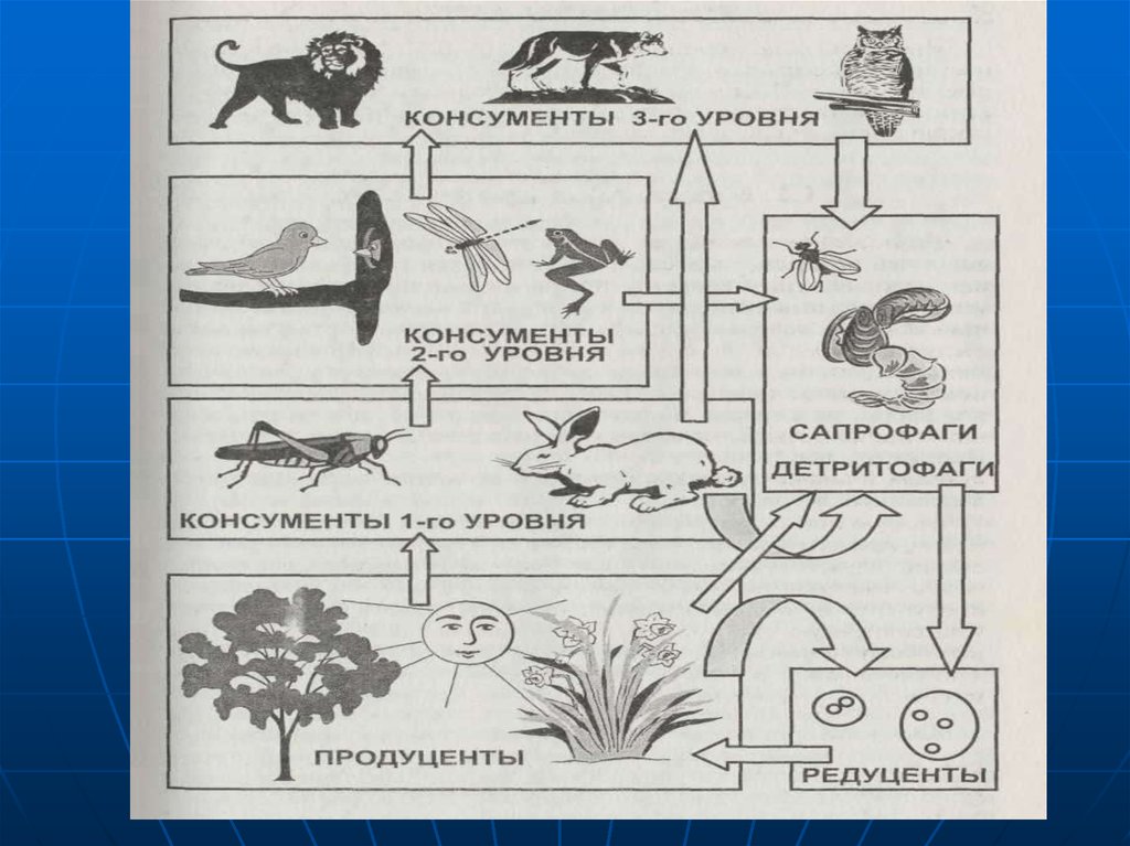 Какие организмы относят к консументам. Экосистема схема. Продуценты консументы редуценты детритофаги. Продуценты консументы и редуценты это. Схема биогеоценоза.