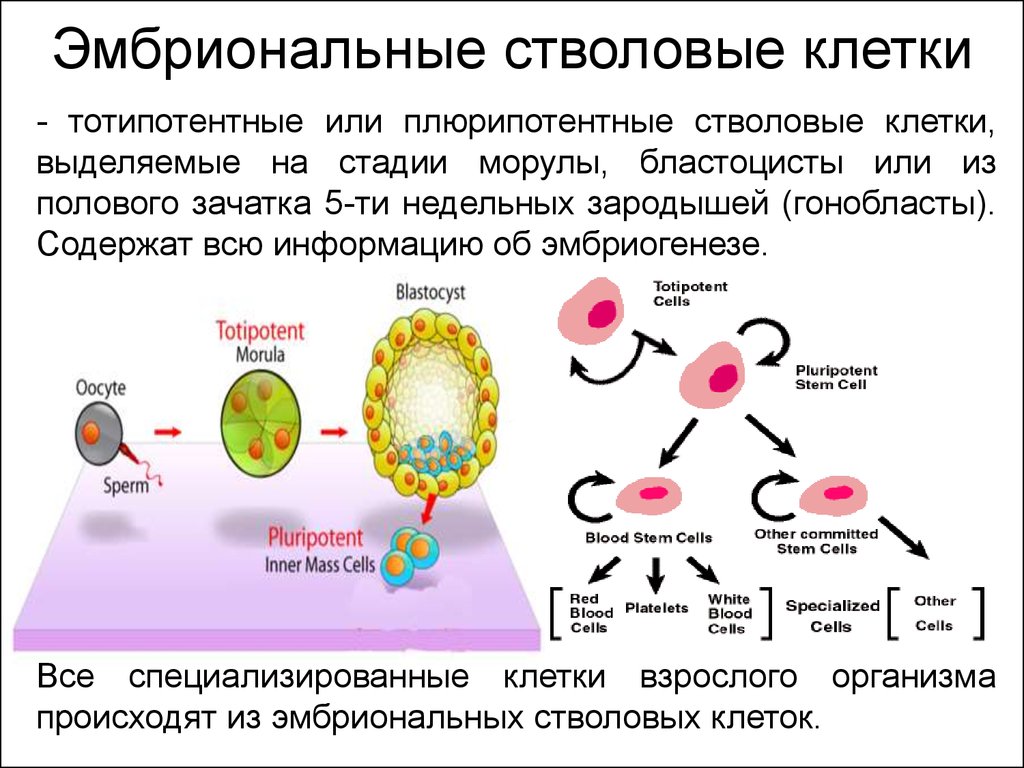 Определите тип и фазу деления исходной диплоидной клетки изображенной схеме дайте обоснованный ответ