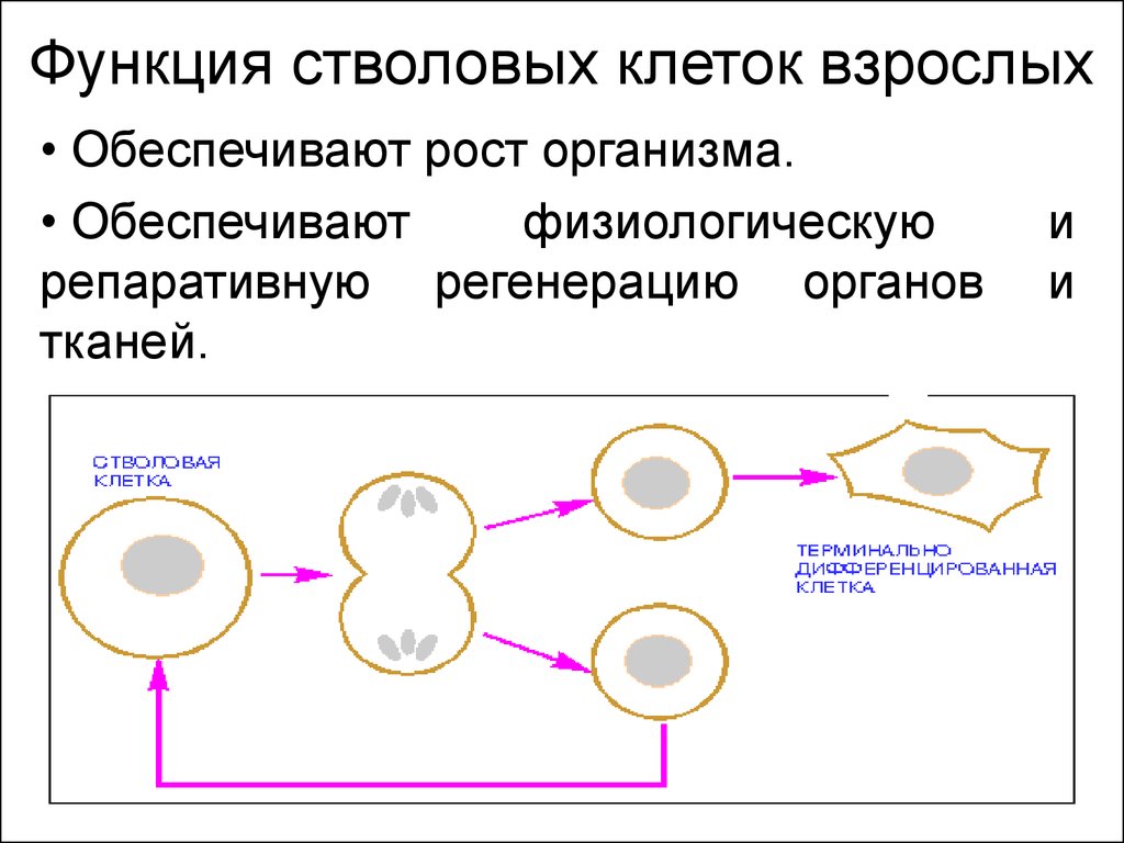 Стволовые клетки презентация